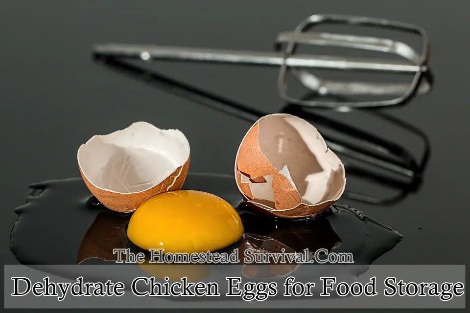 Dehydrate-Chicken-Eggs-for-Food-Storage-The-Homestead-Survival
