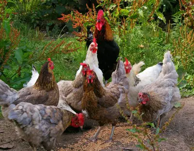 Grow All Of Your Own Chicken Feed