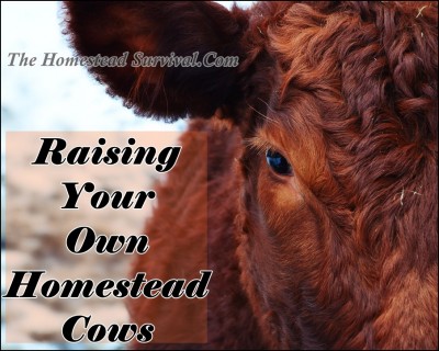 Raising Your Own Homestead Cows