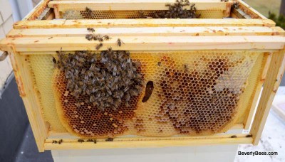 Autopsying A Dead Beehive