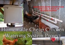 Homemade Cheap Chicken Watering System Project
