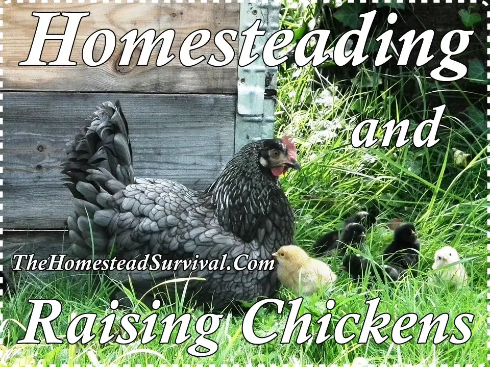 Homesteading and Raising Chickens