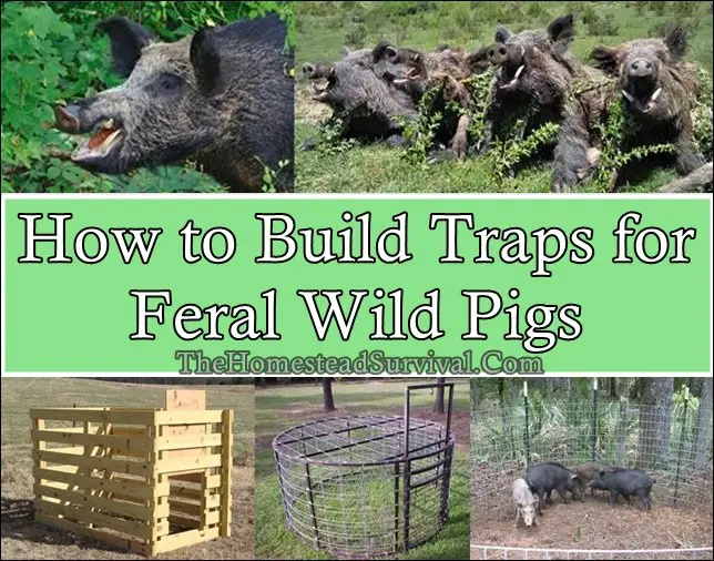 How to Build Traps for Feral Wild Pigs 