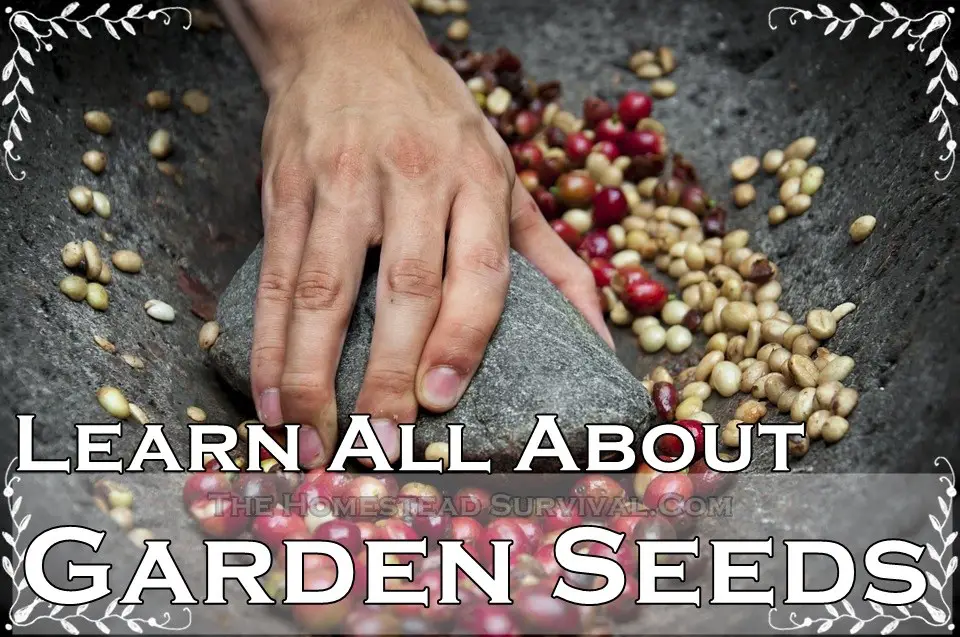 Learn All About Garden Seeds 
