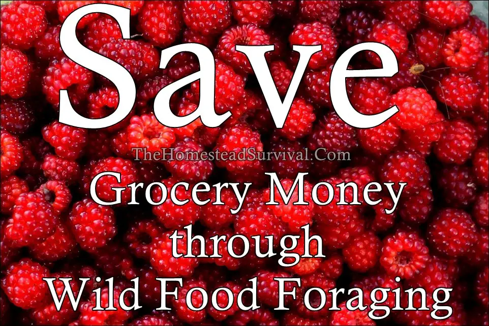 Save Grocery Money through Wild Food Foraging