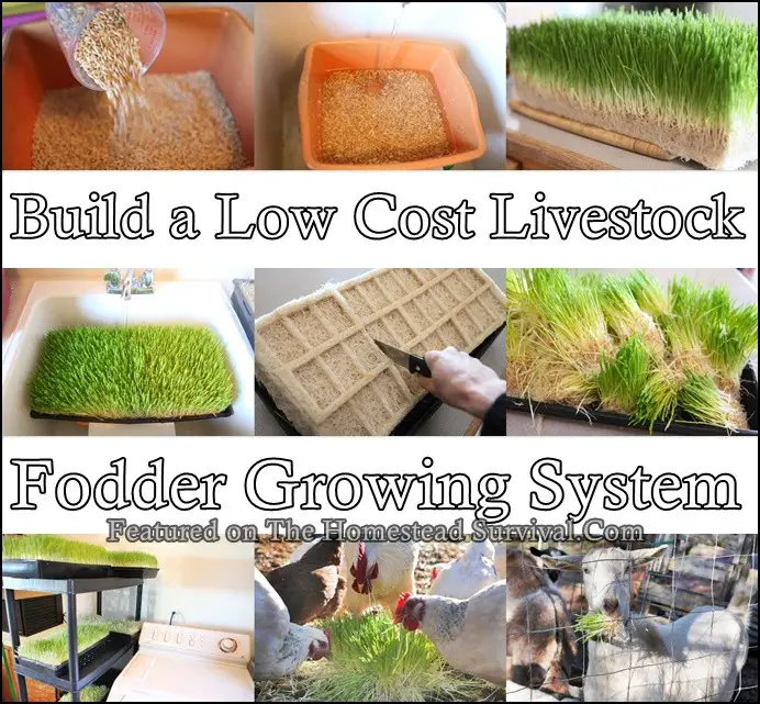 Build a Low Cost Livestock Fodder Growing System