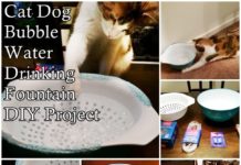 Cat Dog Bubble Water Drinking Fountain DIY Project