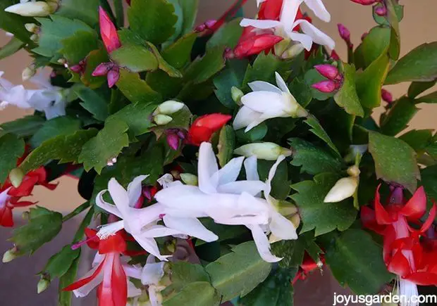 Creating Future Blooms for Your Christmas Cactus Again