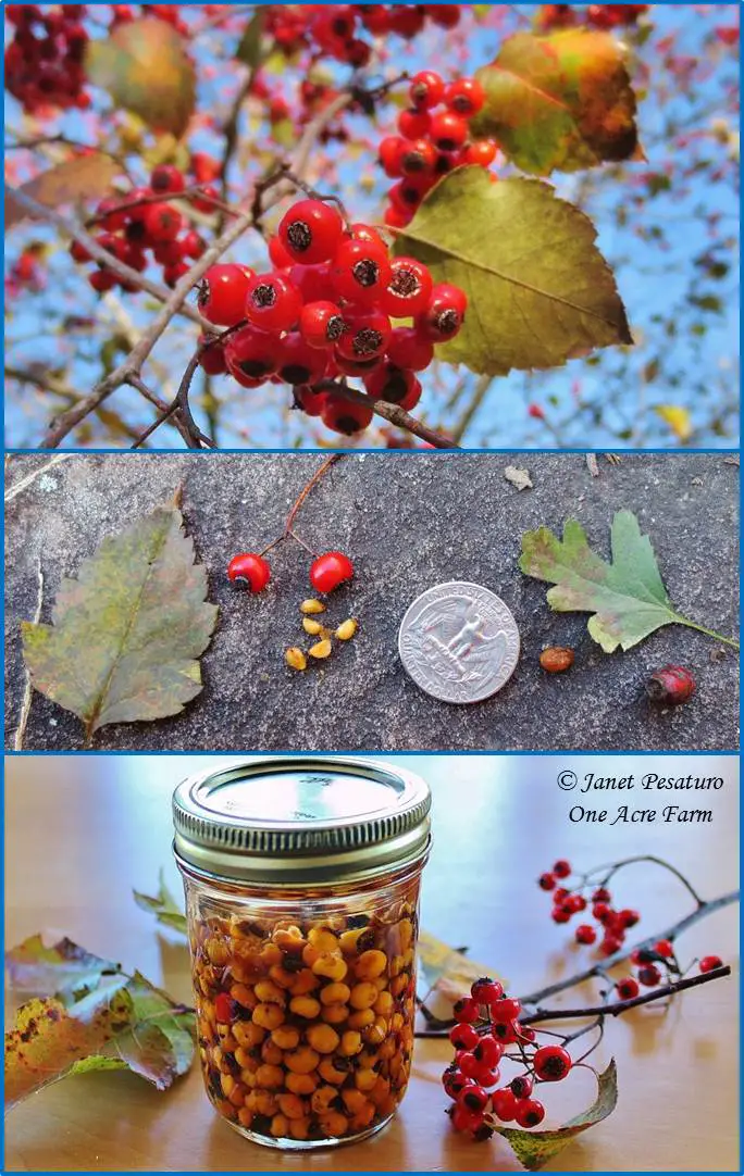 Wild Food Foraging and Harvesting Hawthorn Berries