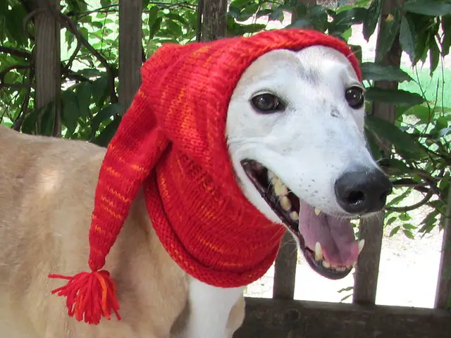 Knitted Homemade Dog Pointed Hat Project