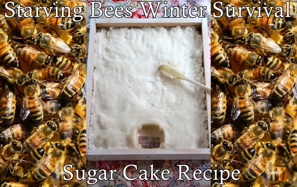 Starving Bees Winter Survival Sugar Cake Recipe