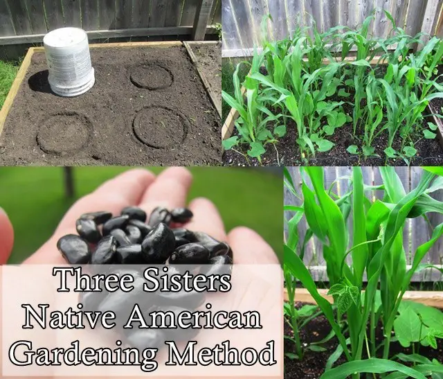 Three Sisters Native American Gardening Method