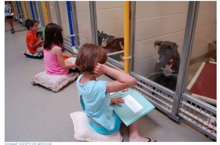 Children are Reading to Dogs in Rescue Shelters