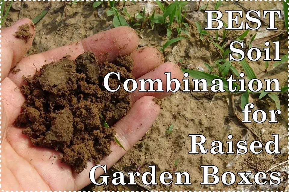BEST Soil Combination for Raised Garden Boxes