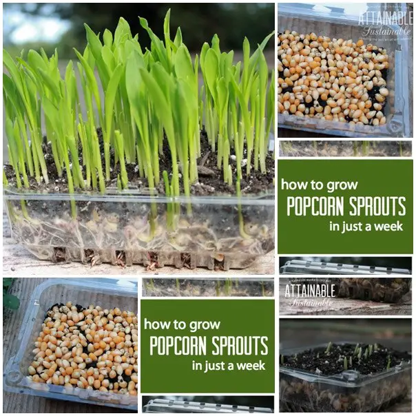 Grow Popcorn Microgreens for Salads and Sandwiches