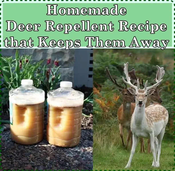 Homemade Deer Repellent Recipe that Keeps Them Away