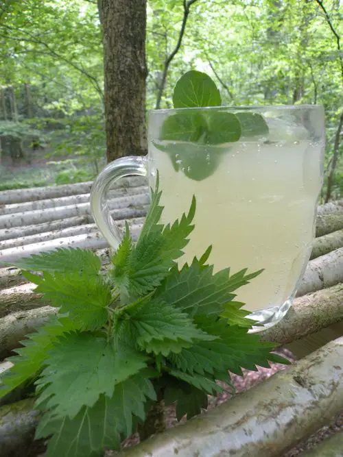 How To Make Nettle Beer