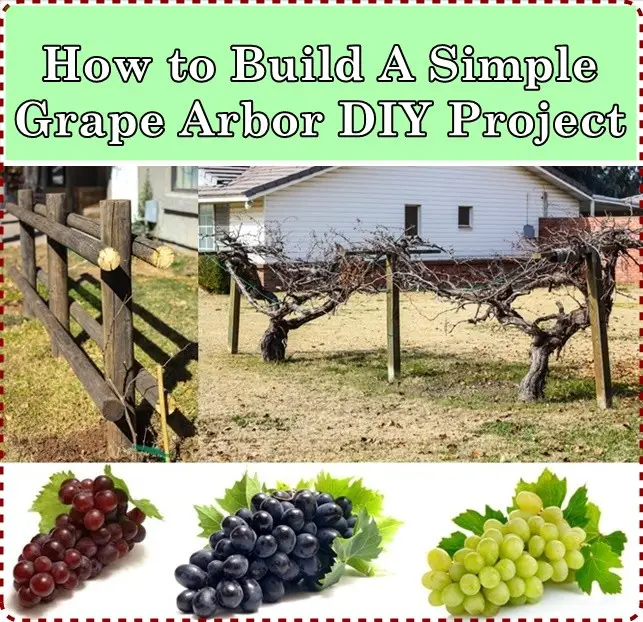 How to Build A Simple Grape Arbor DIY Project