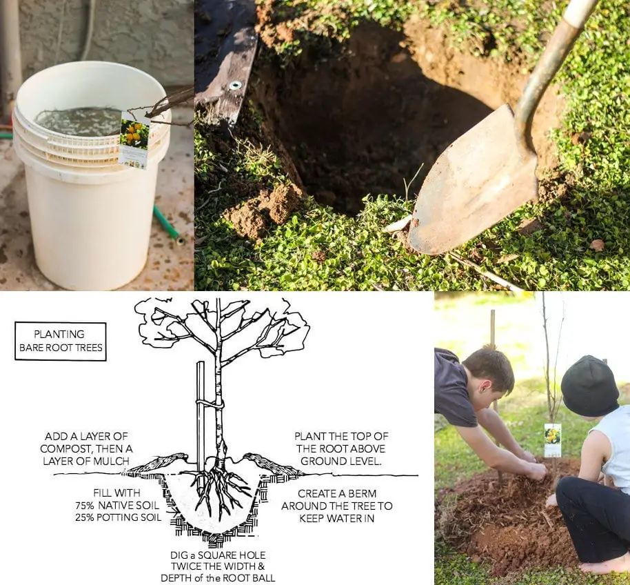 How to Plant Homesteading Bare Root Trees