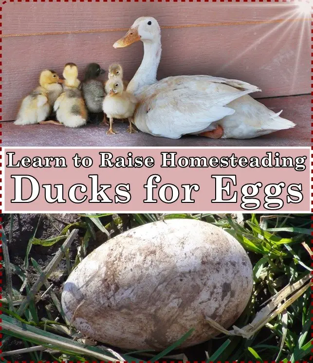 Learn to Raise Homesteading Ducks for Eggs