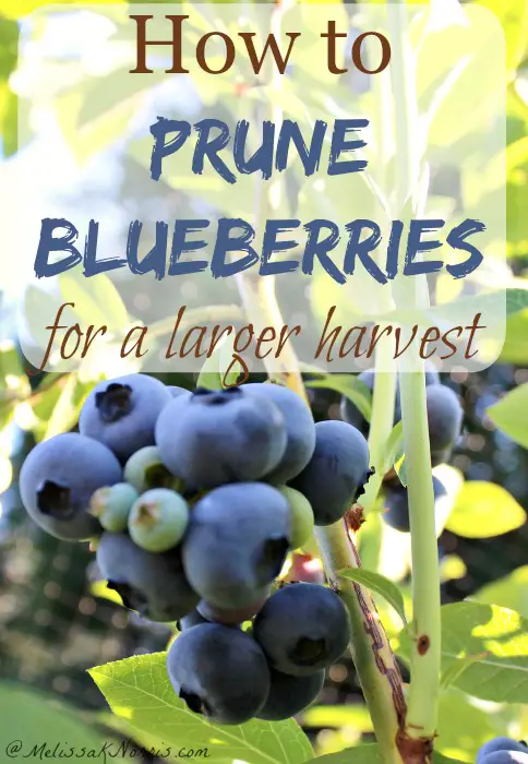 Pruning Blueberries For A Better Harvest