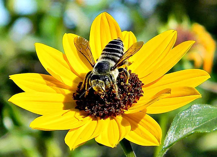  Identify the Docile Honeybee from Aggressive Wasps, Hornets and Yellow Jackets