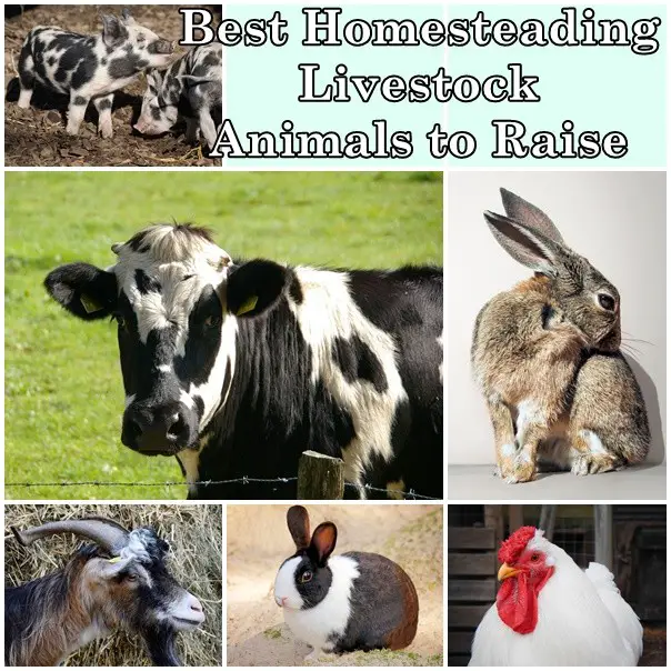 Best Homesteading Livestock Animals to Raise