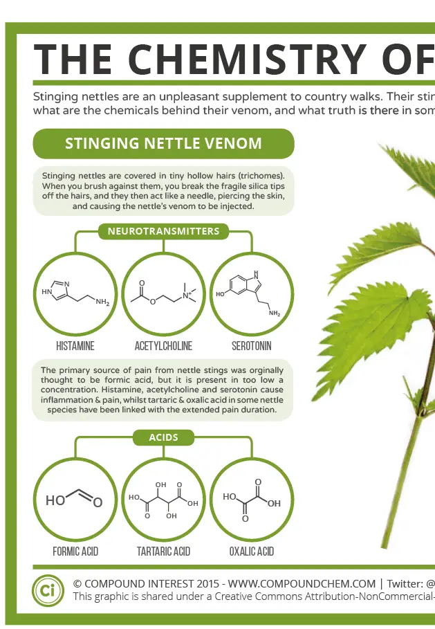 Understanding the Chemistry of Wild Food Stinging Nettles