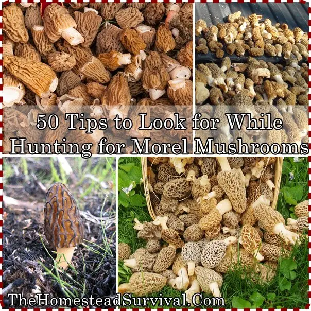 50 Tips to Look for While Hunting for Morel Mushrooms