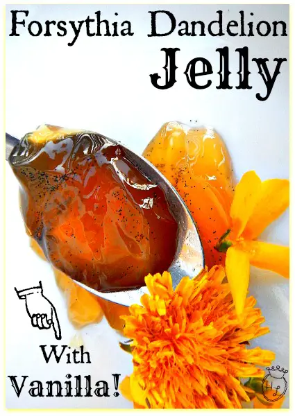 Foraged Dandelion and Forsythia Jelly