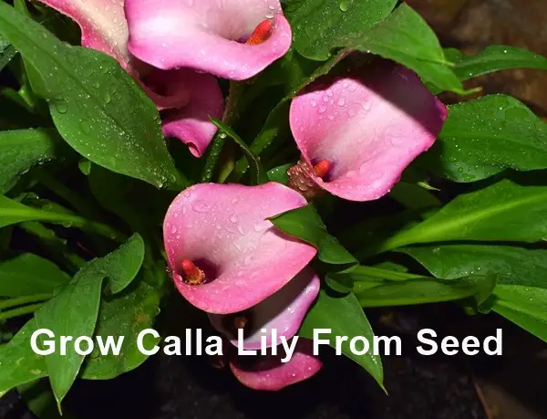 Grow Calla Lily From Seed