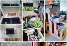 Indoor Aquaponic Food Production System Tour