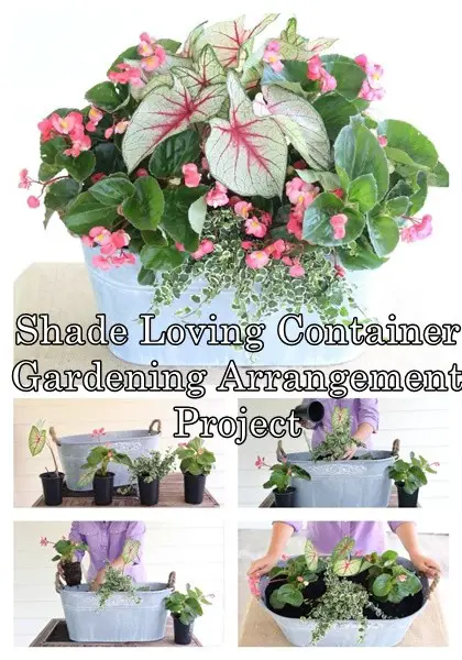Shade Loving Container Gardening Arrangement Project