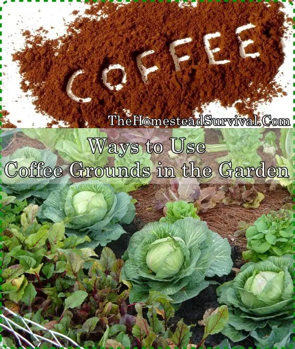 Ways to Use Coffee Grounds in the Garden