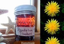 Homemade Medicinal Dandelion Tincture Remedy Recipe