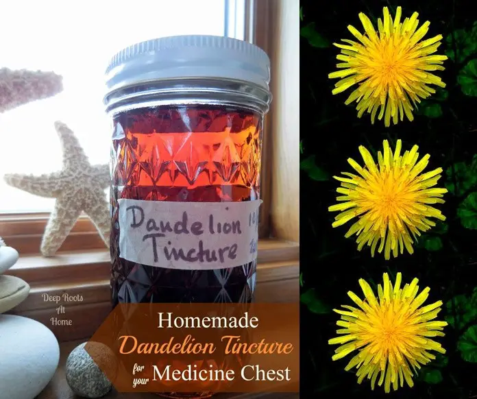 Homemade Medicinal Dandelion Tincture Remedy Recipe