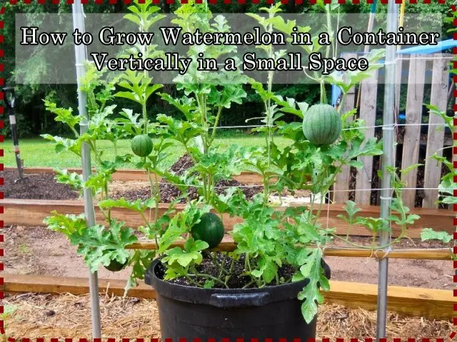  How to Grow Watermelon in a Container Vertically in a Small Space