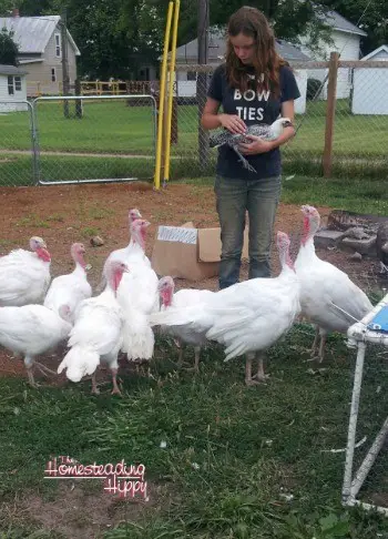 Raising Turkeys For Meat