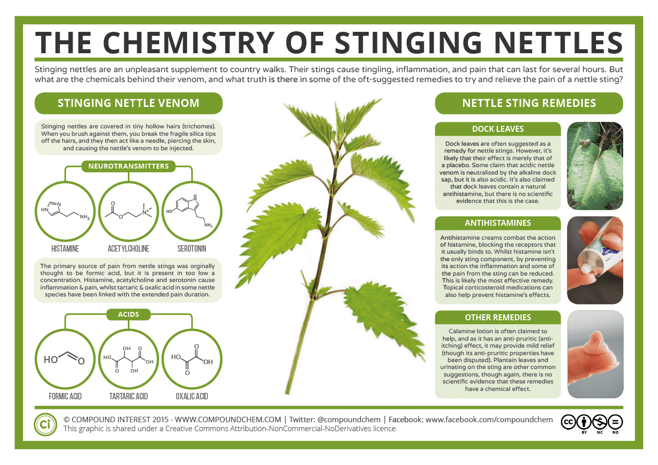 Understanding the Chemistry of Wild Food Stinging Nettles
