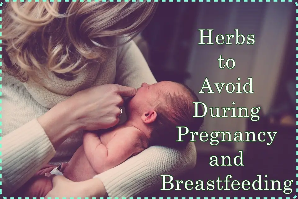 Herbs to Avoid During Pregnancy and Breastfeeding