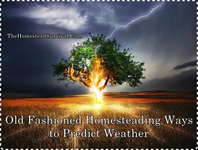 Old Fashioned Homesteading Ways to Predict Weather