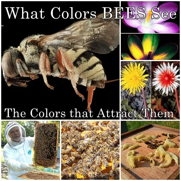 What Colors BEES See and The Colors that Attract Them