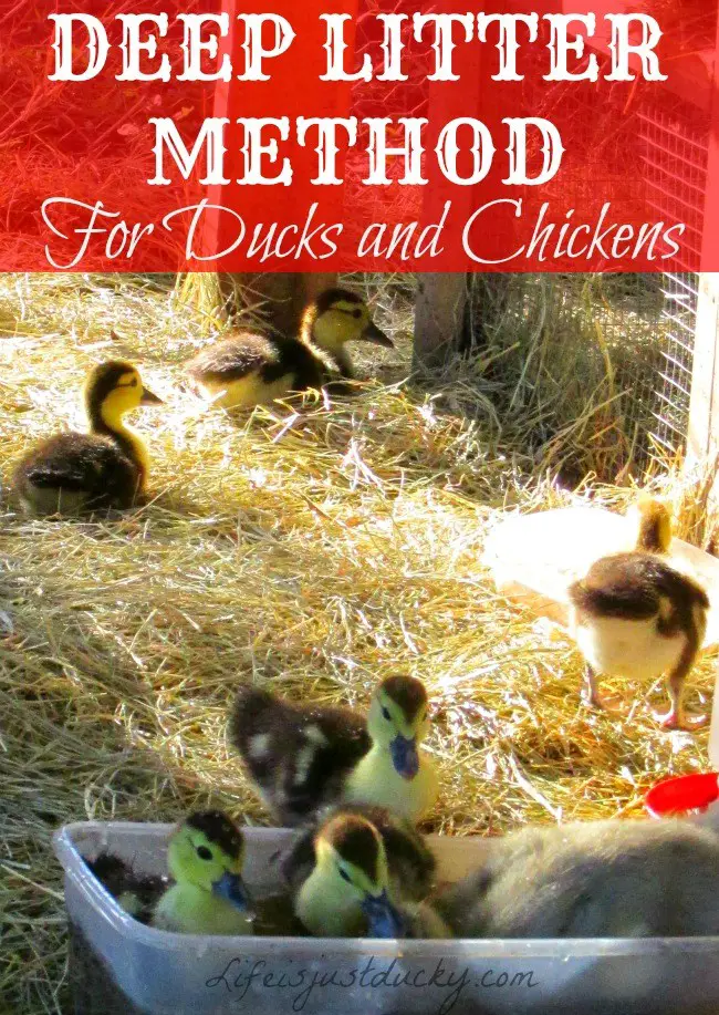 The Deep Litter Method for Cleaning a Chicken Coop