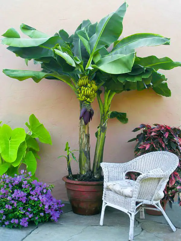 How to Grow a Banana Tree Indoors in a Cold Climate