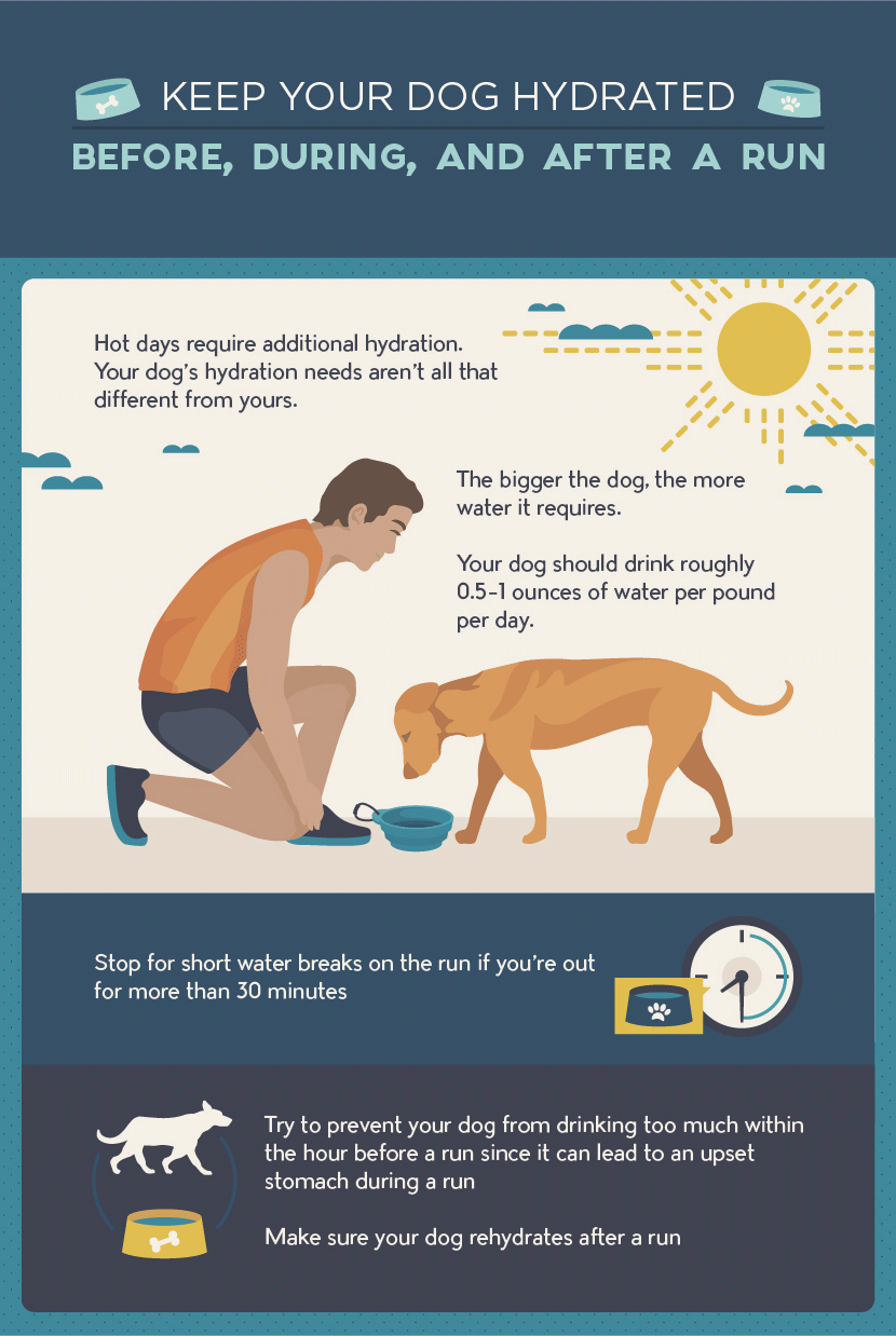 Tips for Exercising and Running With Your Dog