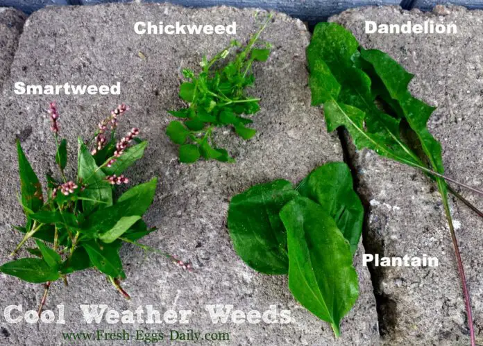 Which Yard Weeds You Can Feed Your Chickens