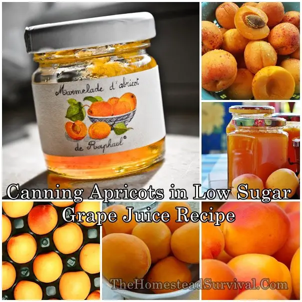 Canning Apricots in Low Sugar Grape Juice Recipe