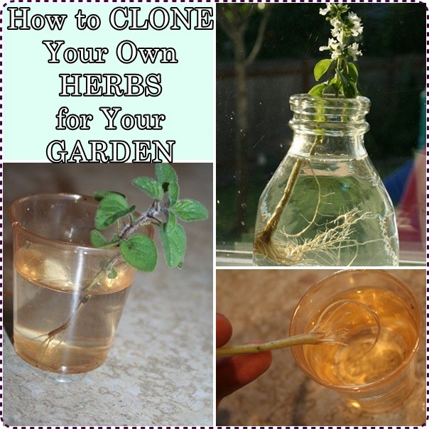 How to CLONE Your Own HERBS for Your GARDEN