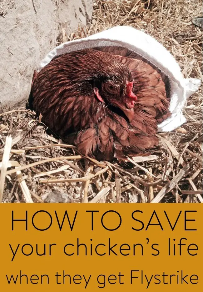 How to Save a Chicken when Flystrike Maggots Attack
