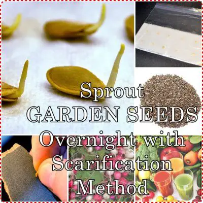 Sprout GARDEN SEEDS Overnight with Scarification Method